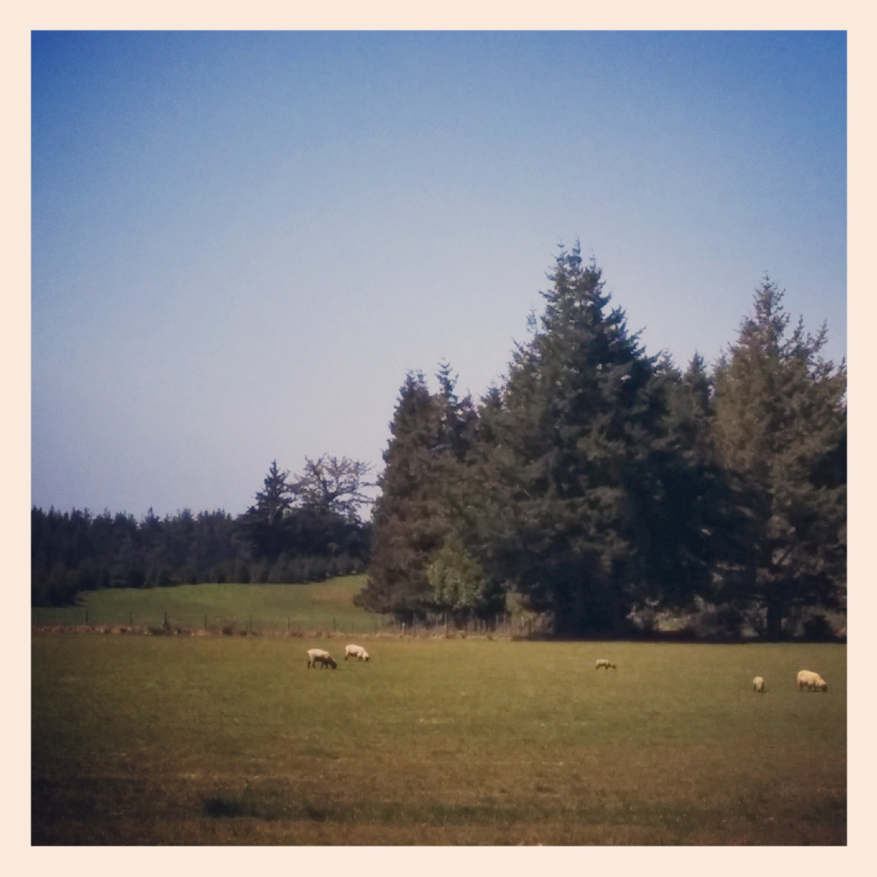 Not much in the next town of Denmark other that beautiful landscapes and some sheeps.