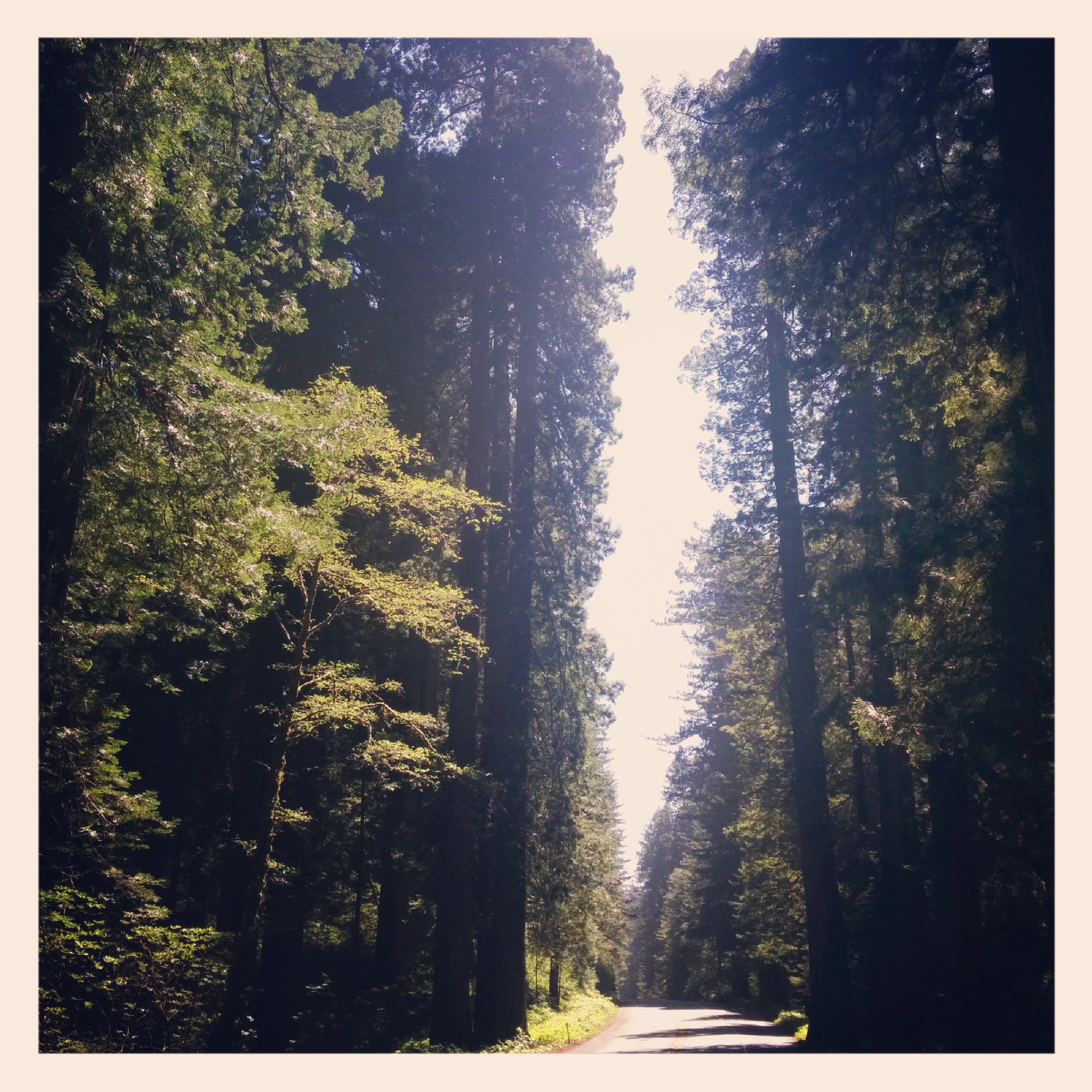 I got better but never seemed to stop going up which was OK as I was entering the Del Note Coast Redwoods State Park which was beautiful. It really was impressive to see those giants as I was slowly climbing. I eventually peaked out at 1189ft!