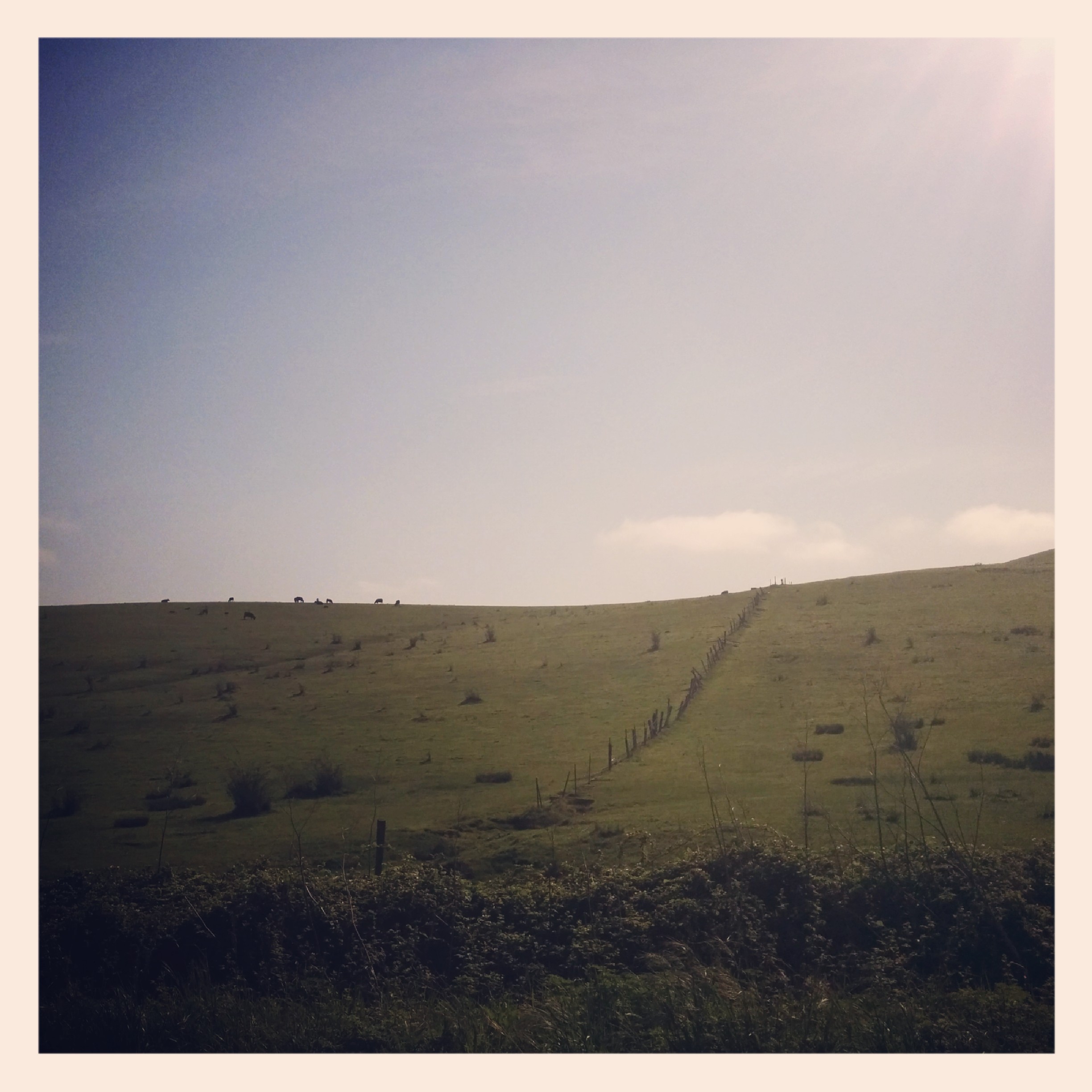 
The scenery was beautiful. I stopped in Tomales for a snack then continued on. You could definitely smell the money in Marin County nice cars about everywhere and recreational cyclists on 10,000 dollar bikes.