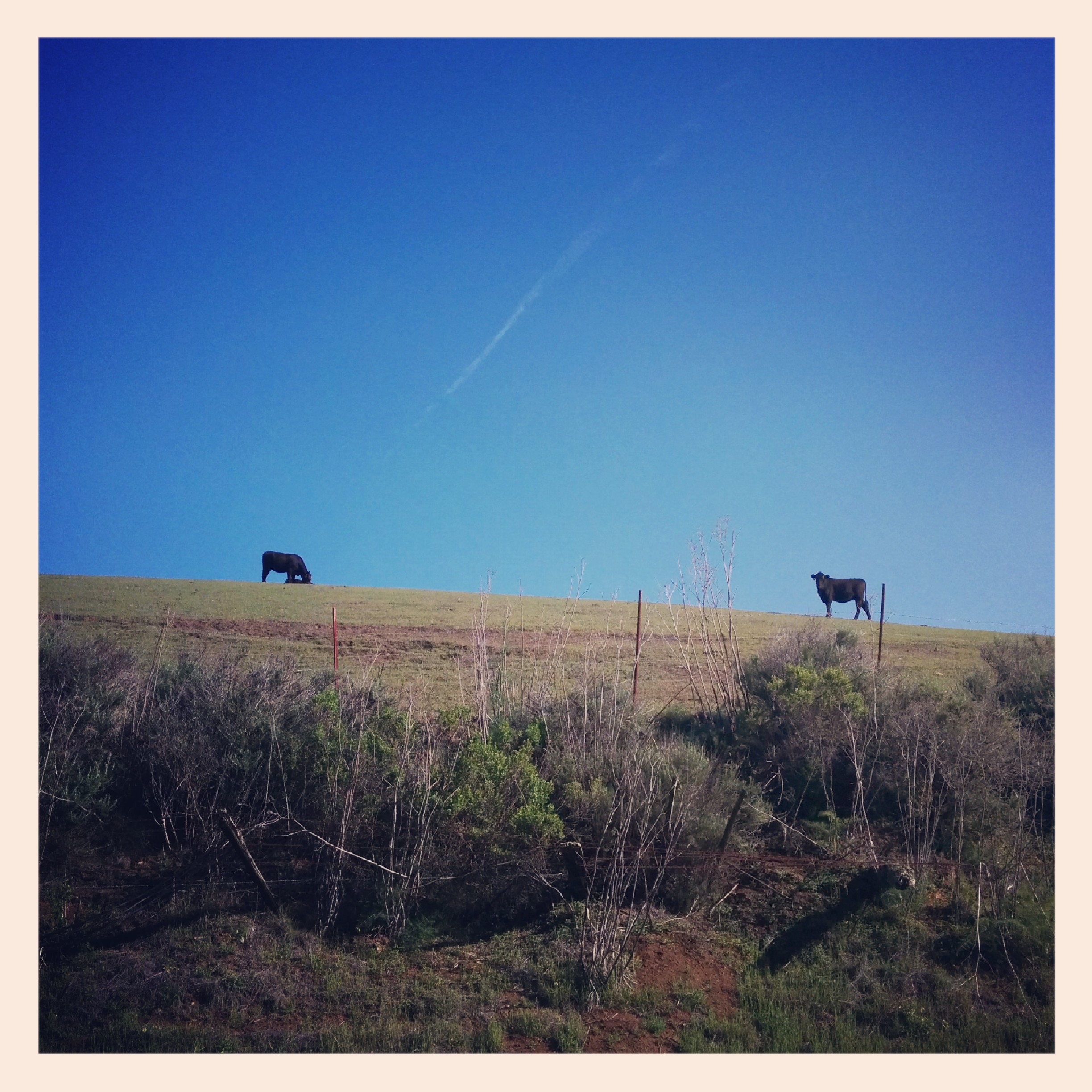 And this picture highlights the personality of cows. The one on the left can care less about me. But the one on the right is all WTF!