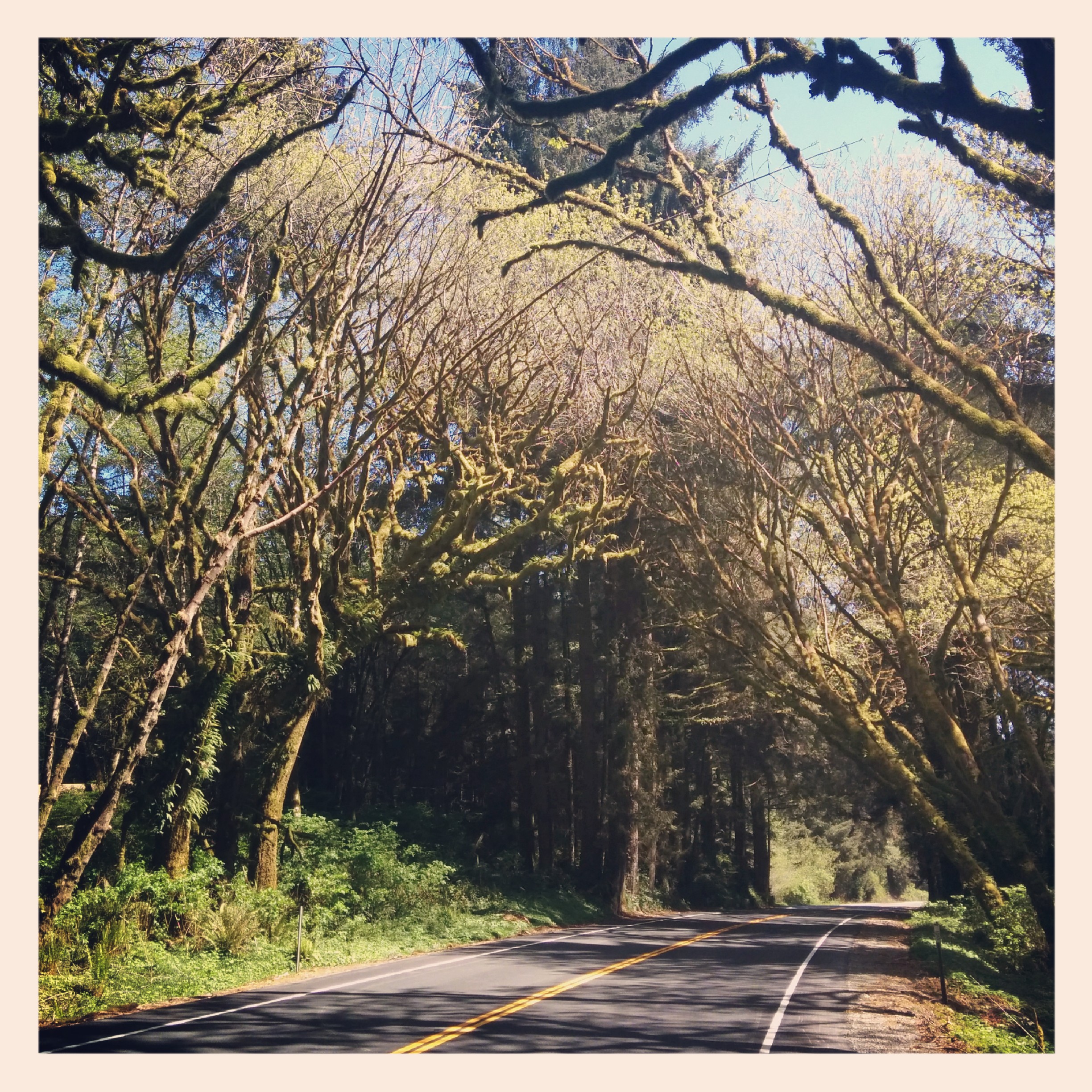 Then the road turned inland towards Klamath and went through the amazing canopy of green.