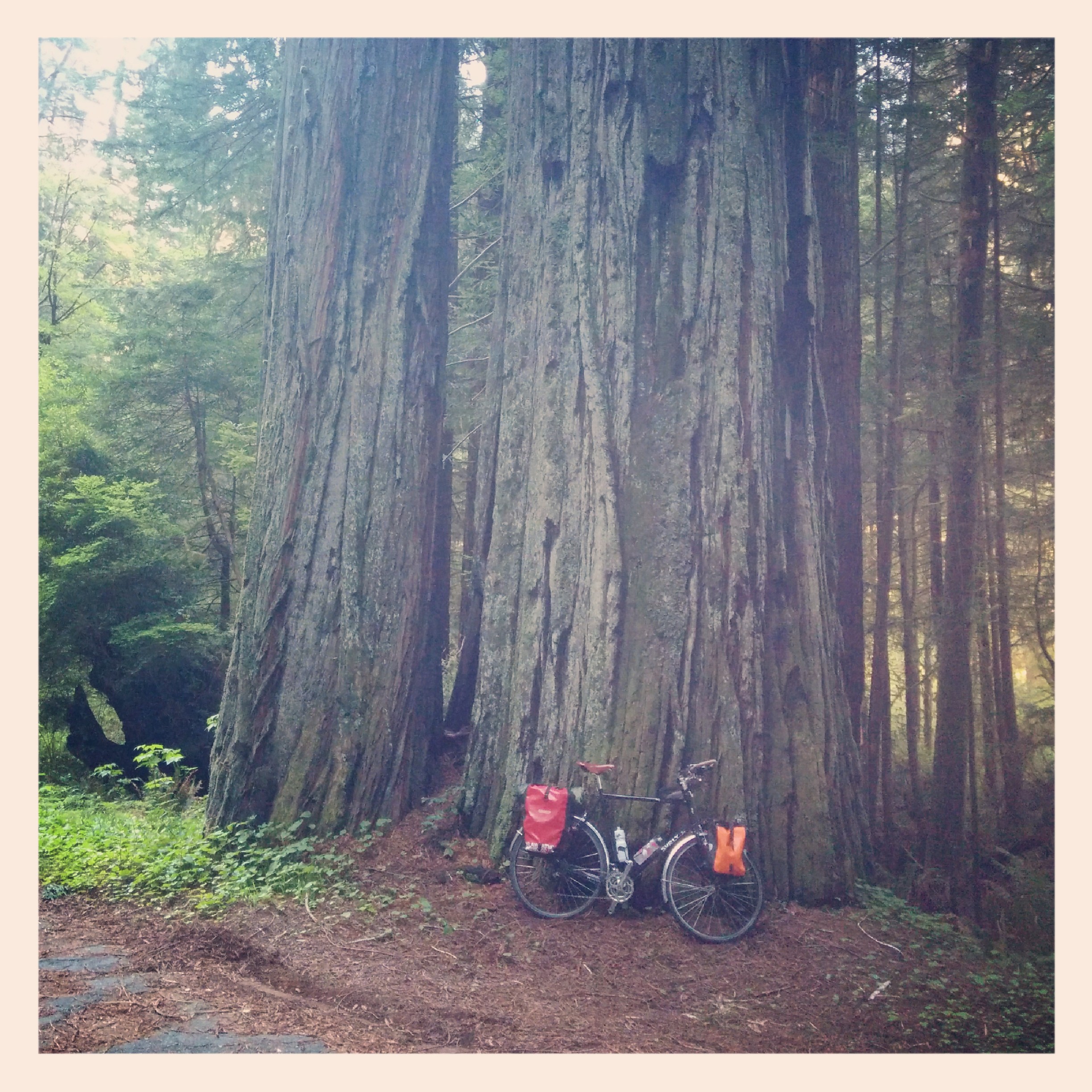 
It's hard to tell from those pictures how big these trees really are so here is some context.