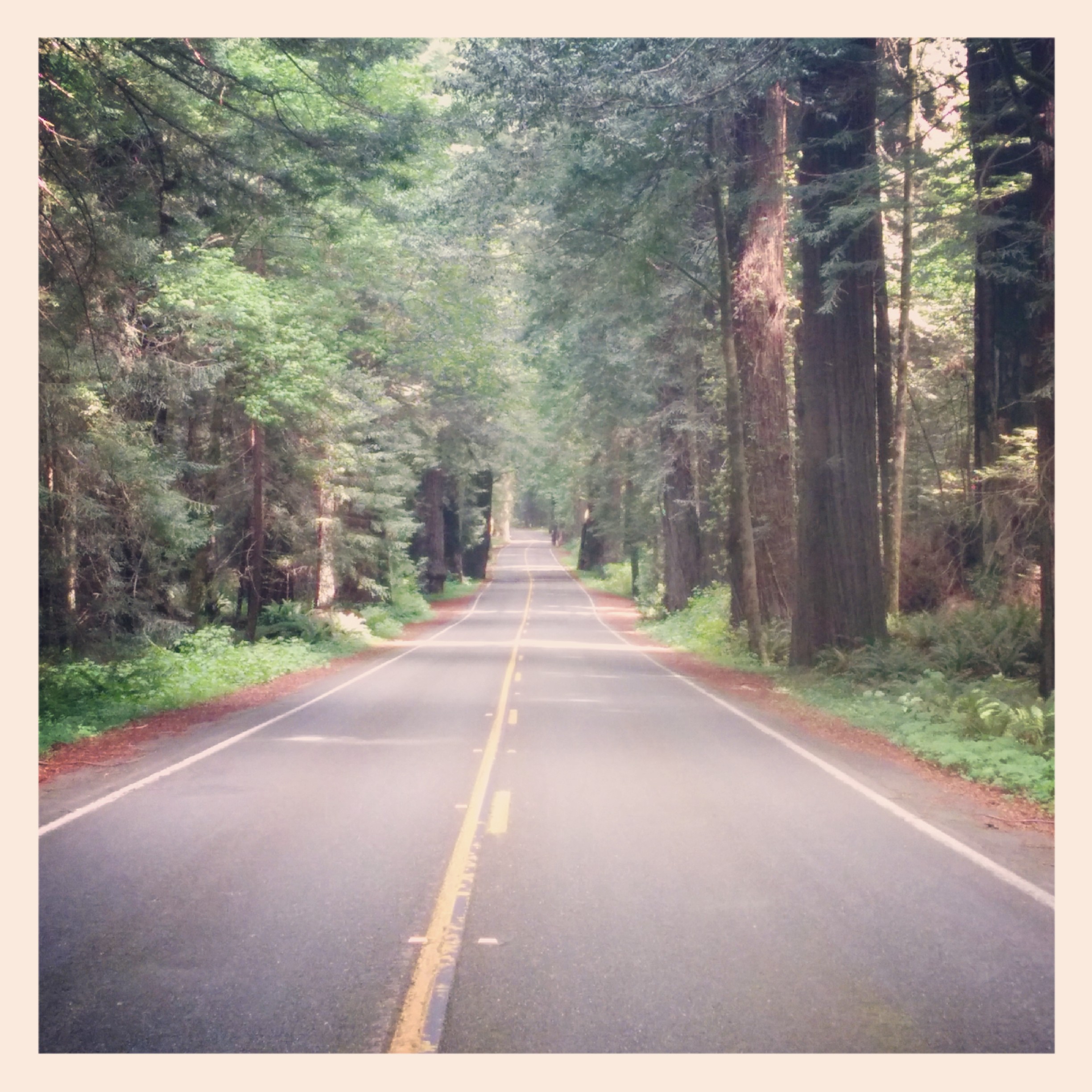 At pepperwood I got on The Avenue of Giants that goes through the Redwoods and a number of towns for about 30 miles. I rode through most of it.