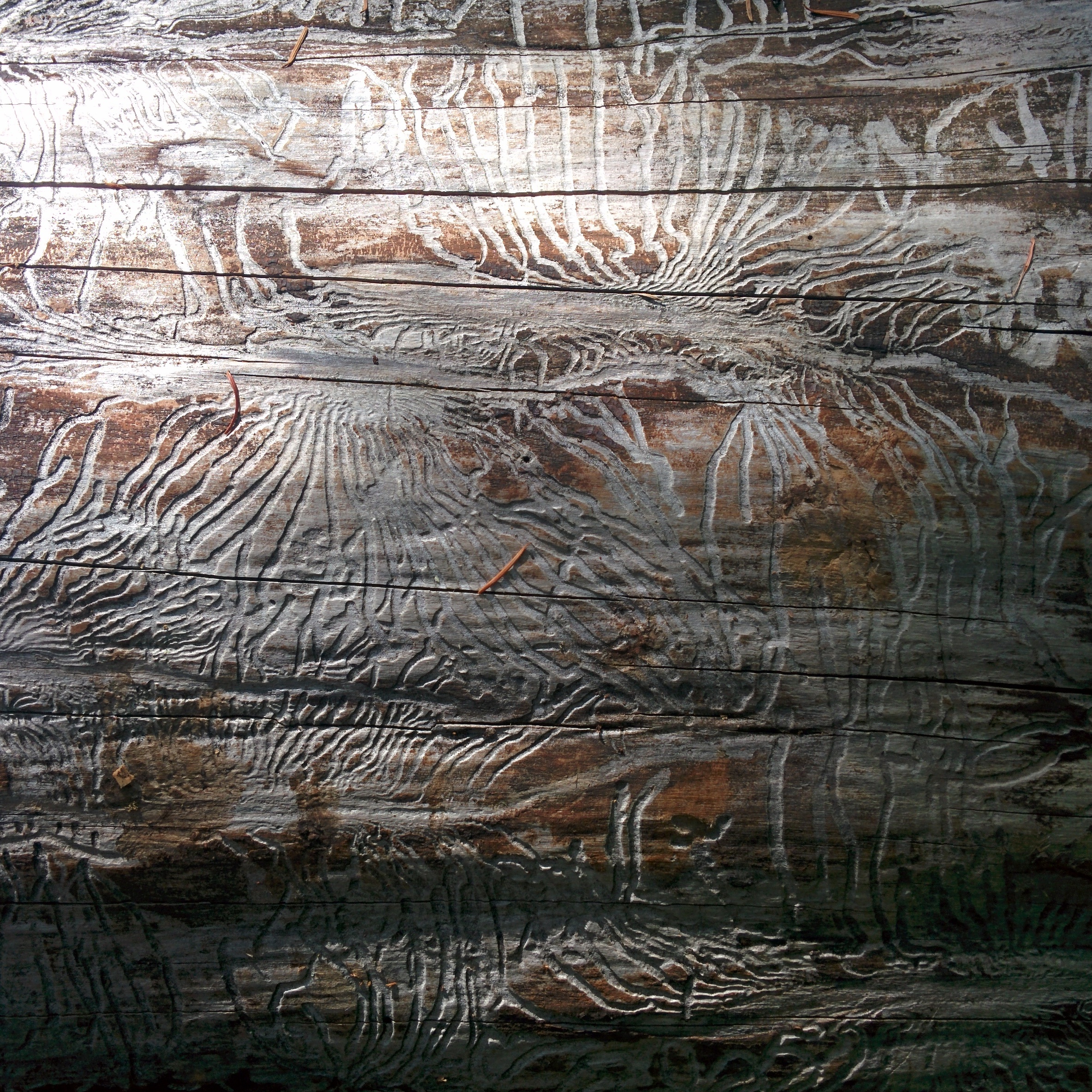 A detail of interesting bark striations.