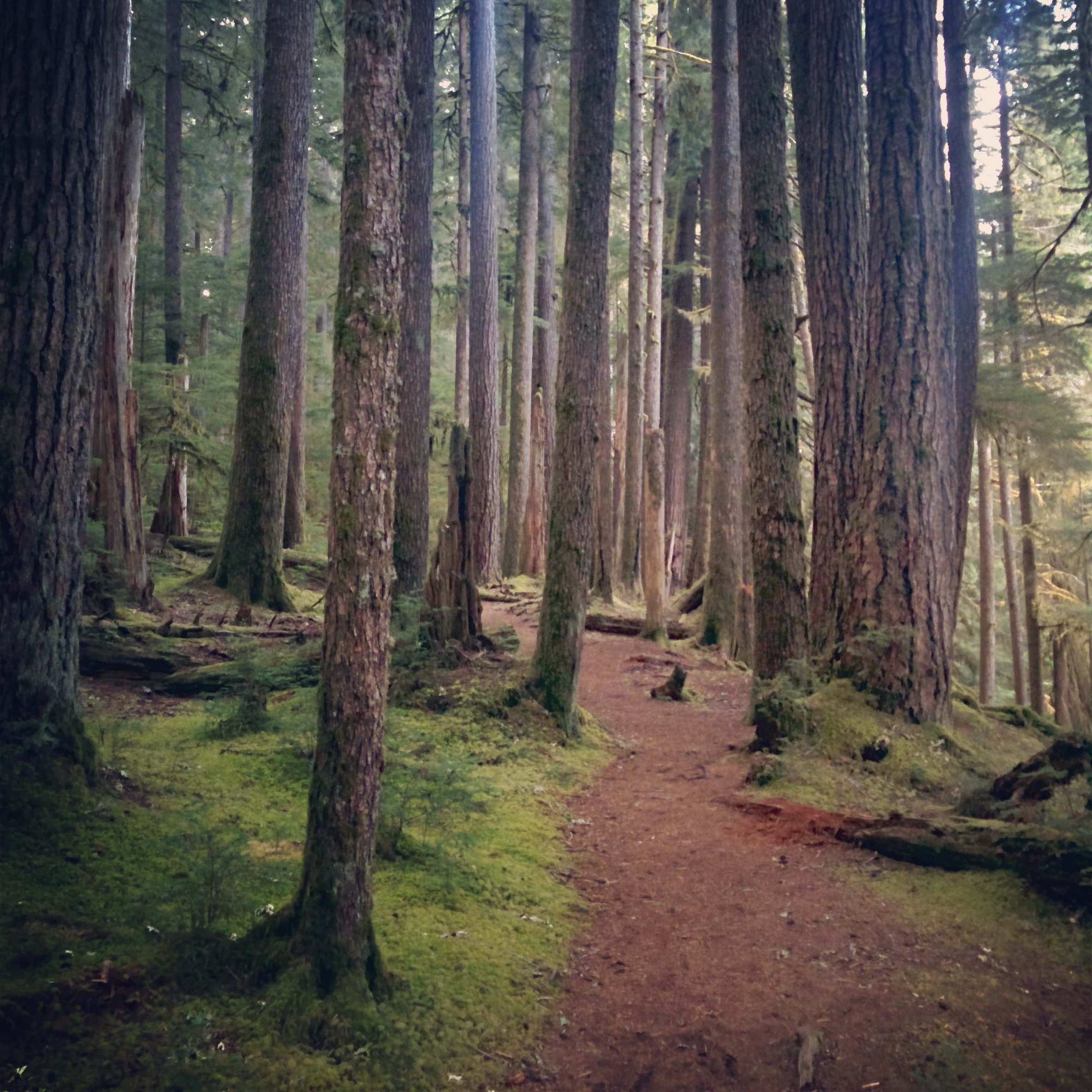 Then I took a hike up to the Sol Duc Falls, only 3 miles from camp, but tiring nonetheless with bike legs.