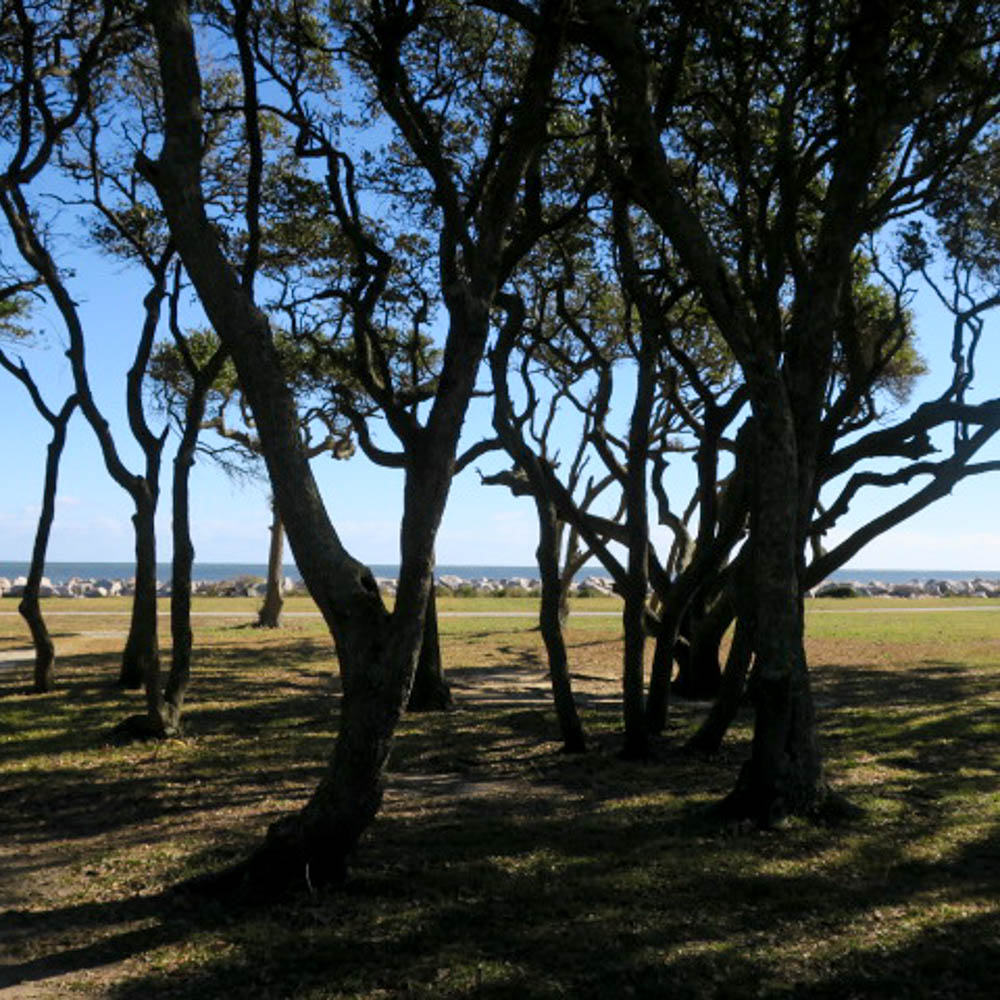 Fort Fisher, NC. These coastal trees have a lot of character.