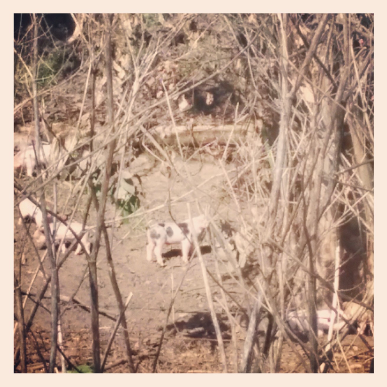 Saw these little piglets playing around on the was to Tomales (the town not the delicious food :)