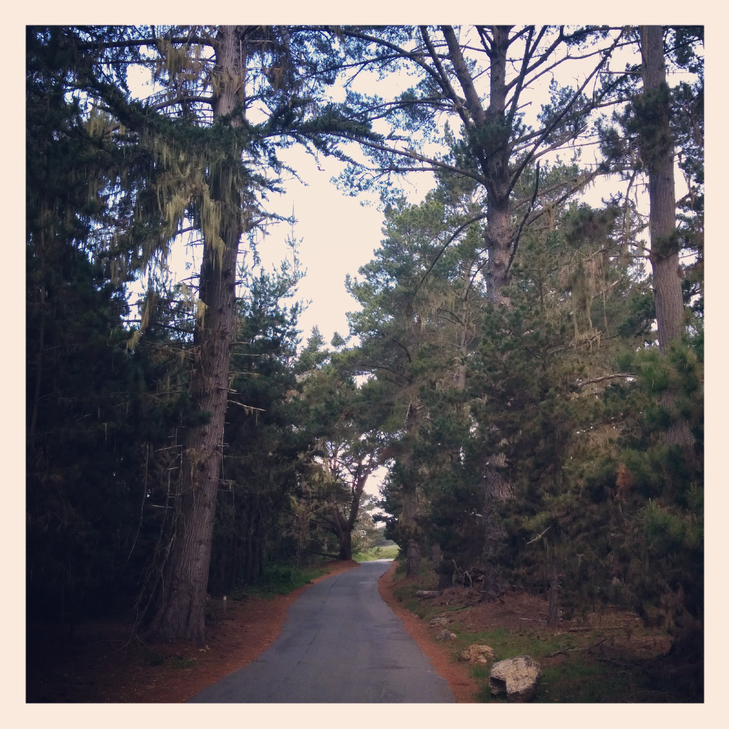 Today started a bit sluggish. I didn't sleep well last night but here we are time to roll. So I packed up my stuff and headed out to those hills that'll greet me today.
The ride started out great stopped at Point Lobos State Reserve outside Carmel Highlands. A very pretty place I wish I had all day to walk around.